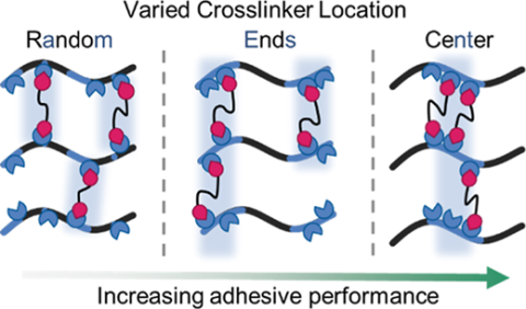 Cross-Link Location Influences Performance in Acrylic Pressure-Sensitive Adhesives